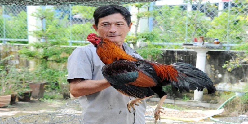 Sơ lược tổng quan về đá gà miền Tây