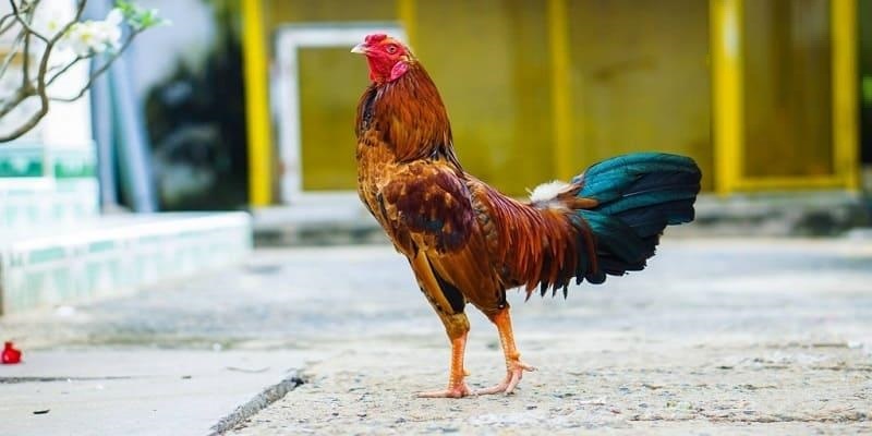 Các hình thức chọi gà tại đấu trường Mộc Bài