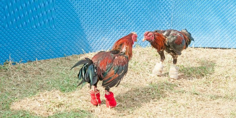Sảnh Odin Gamecock - Trường thi đấu chiến kê nảy lửa